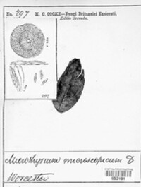 Microthyrium microscopicum image